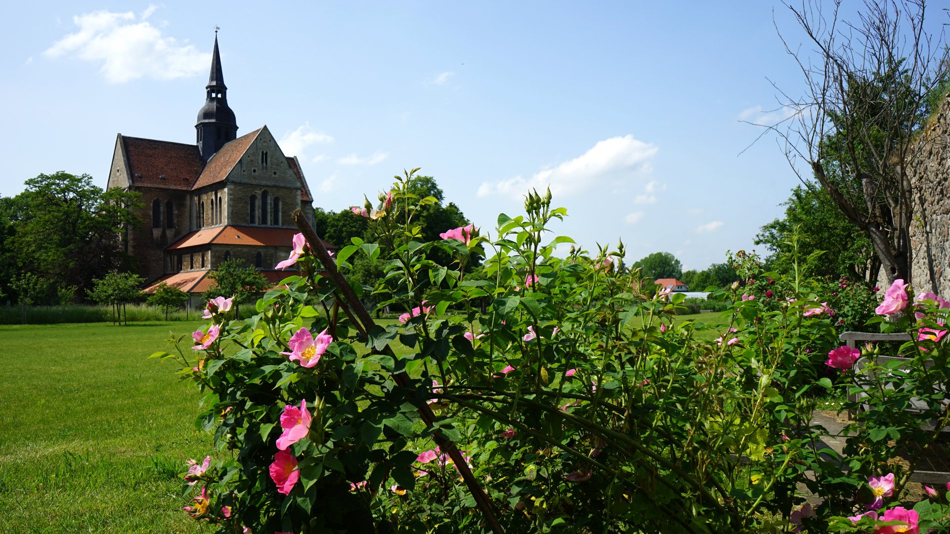 Durch die Blume: Blick von Pfarrer Knoblauchs Lieblingsbank zur Klosterkirche
