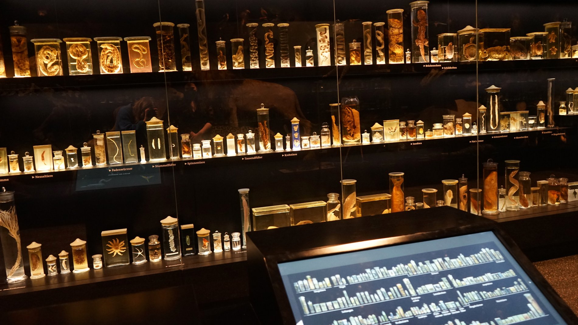 Die gezeigte Medienstation gibt Auskunft über die Präparate im Schaumagazin.