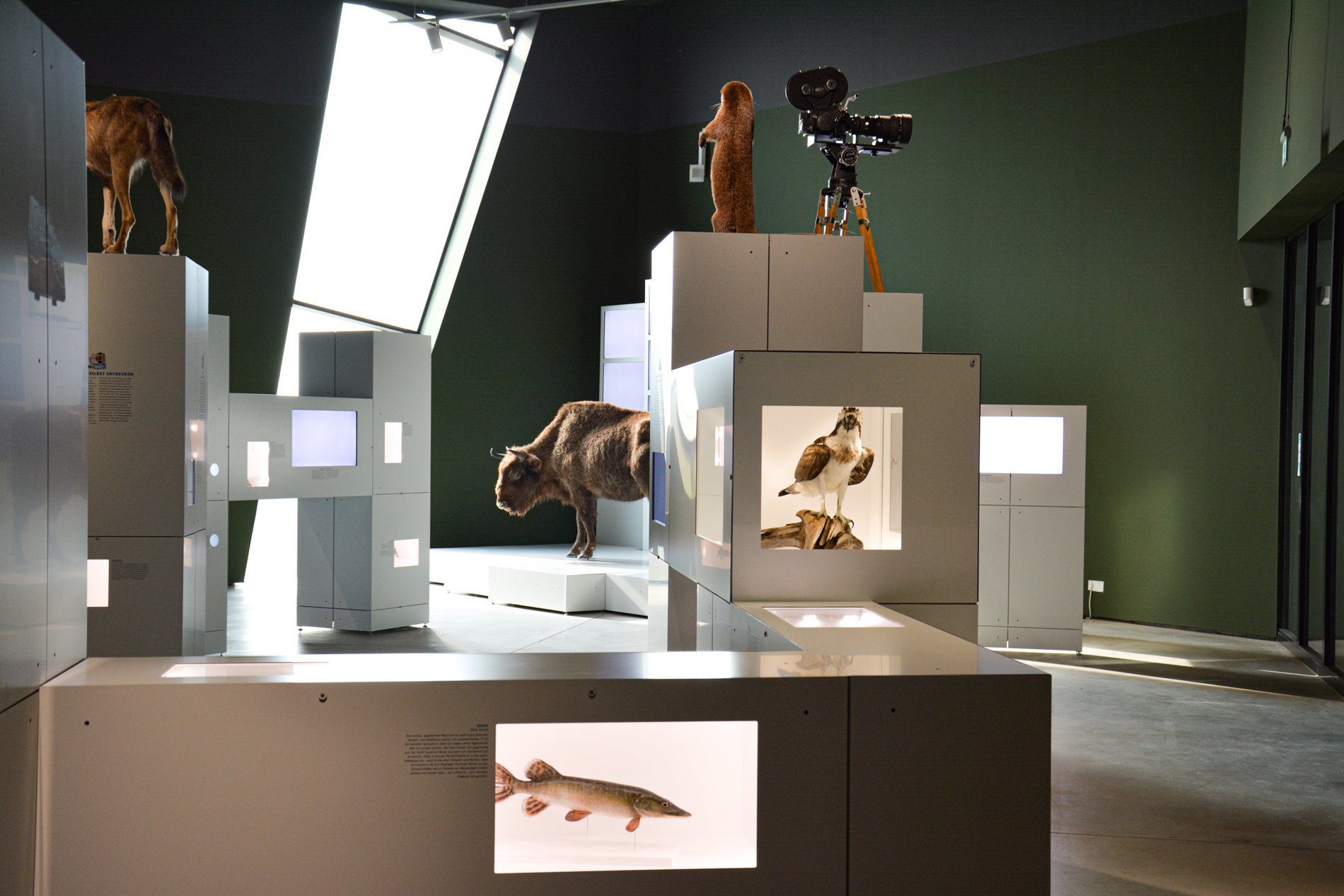 Sonderausstellung "Sielmann! Entdecke die Wildnis" vom 27.3. bis 3.10.2021 