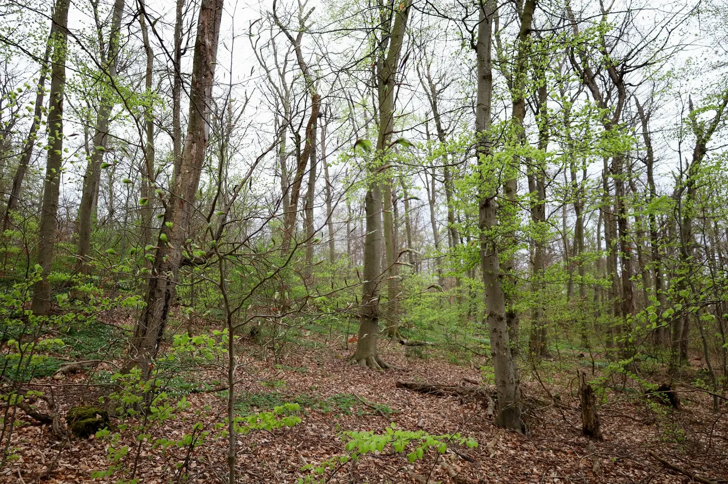 Absterbende Buchen im Dorm