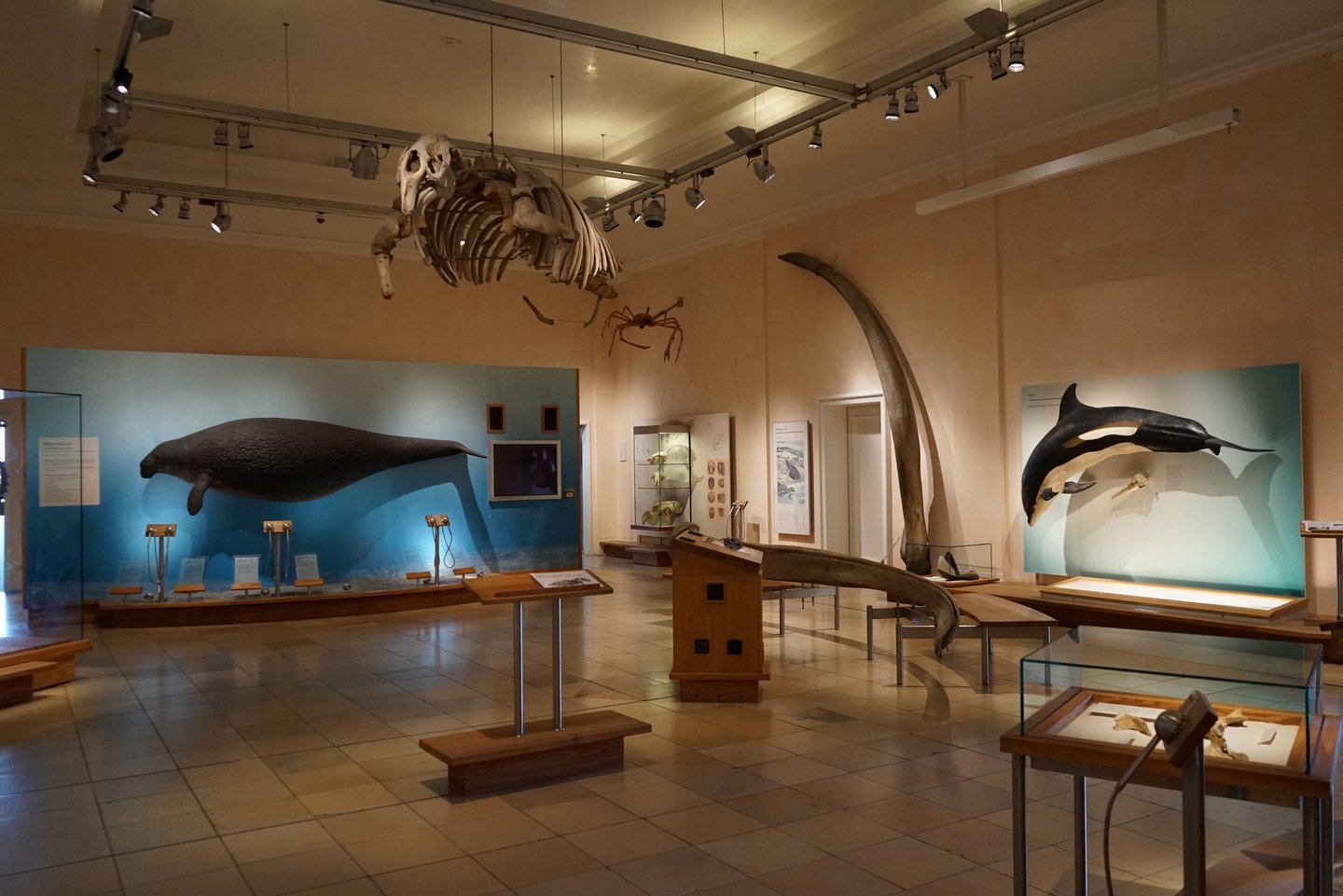 Ausstellungsräumlichkeiten im Naturhistorischen Museum