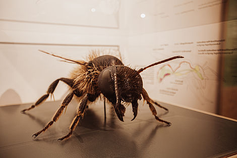 Man sieht das Präparat einer Mauerbiene als Bestandteil der Ausstellung. 