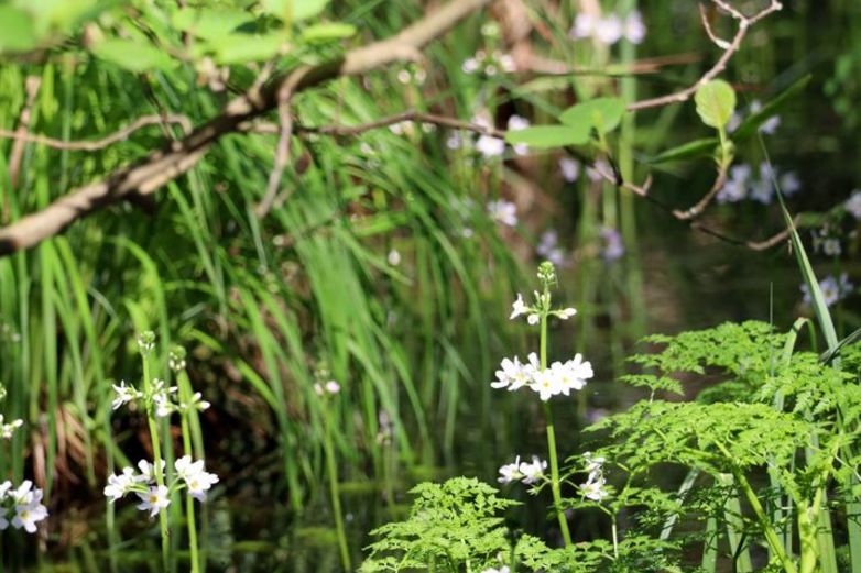 Die Wasser-Feder, eine Feuchtpflanze, blüht mit zarten weißen Blüten.
