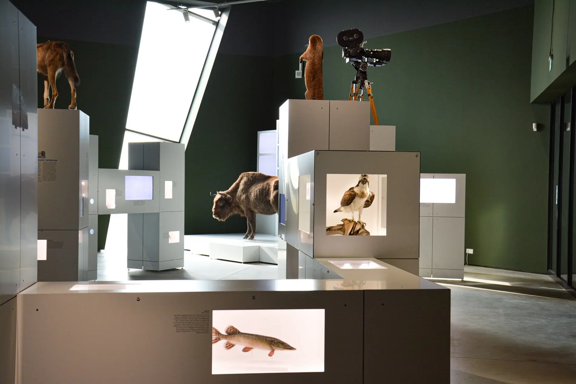 Sonderausstellung "Sielmann! Entdecke die Wildnis" vom 27.3. bis 3.10.2021 