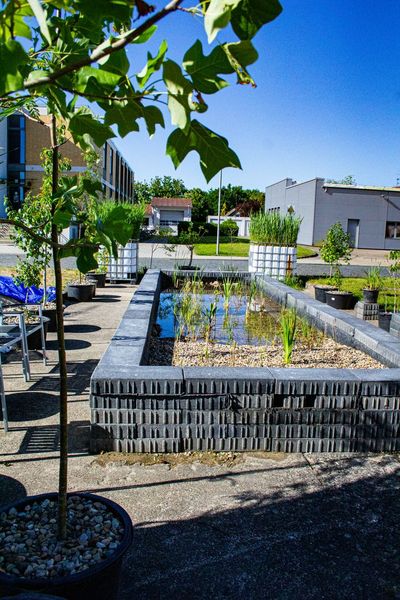 Studierende haben am Campus Nord einen Schilfgarten eingerichtet.