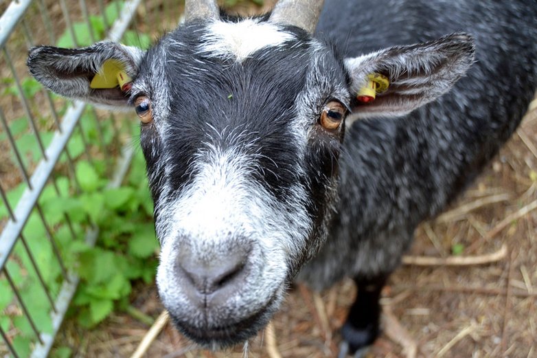 Eine Ziege auf dem Abenteuerspielplatz Melverode im Sommer. 