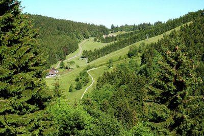 Grüne Bäume soweit das Auge reicht. Sankt Andreasberg im Landkreis Goslar.