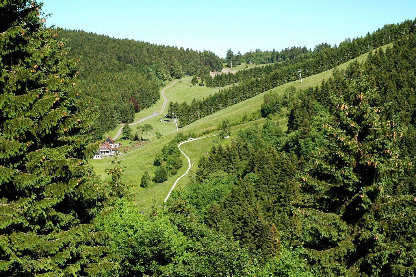 Grüne Bäume soweit das Auge reicht. Sankt Andreasberg im Landkreis Goslar.
