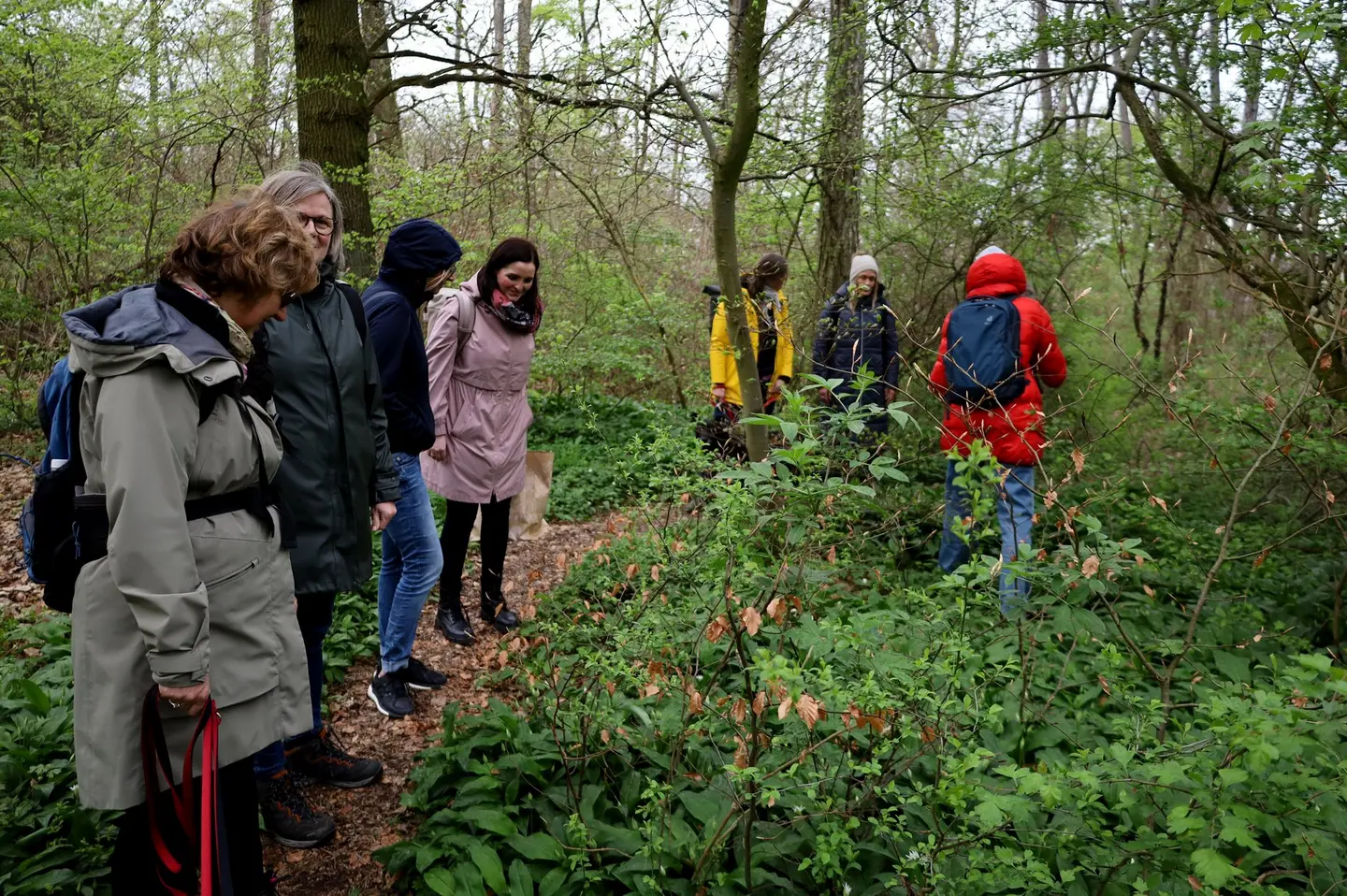 Nachhaltigkeit hin oder her: Der Bärlauch weckt Begehrlichkeiten.