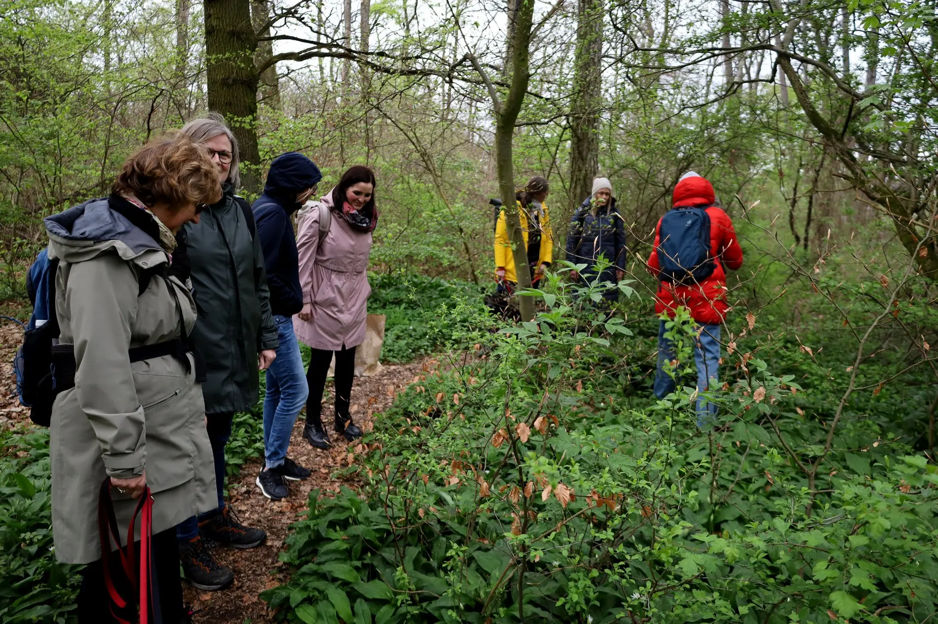 Nachhaltigkeit hin oder her: Der Bärlauch weckt Begehrlichkeiten.