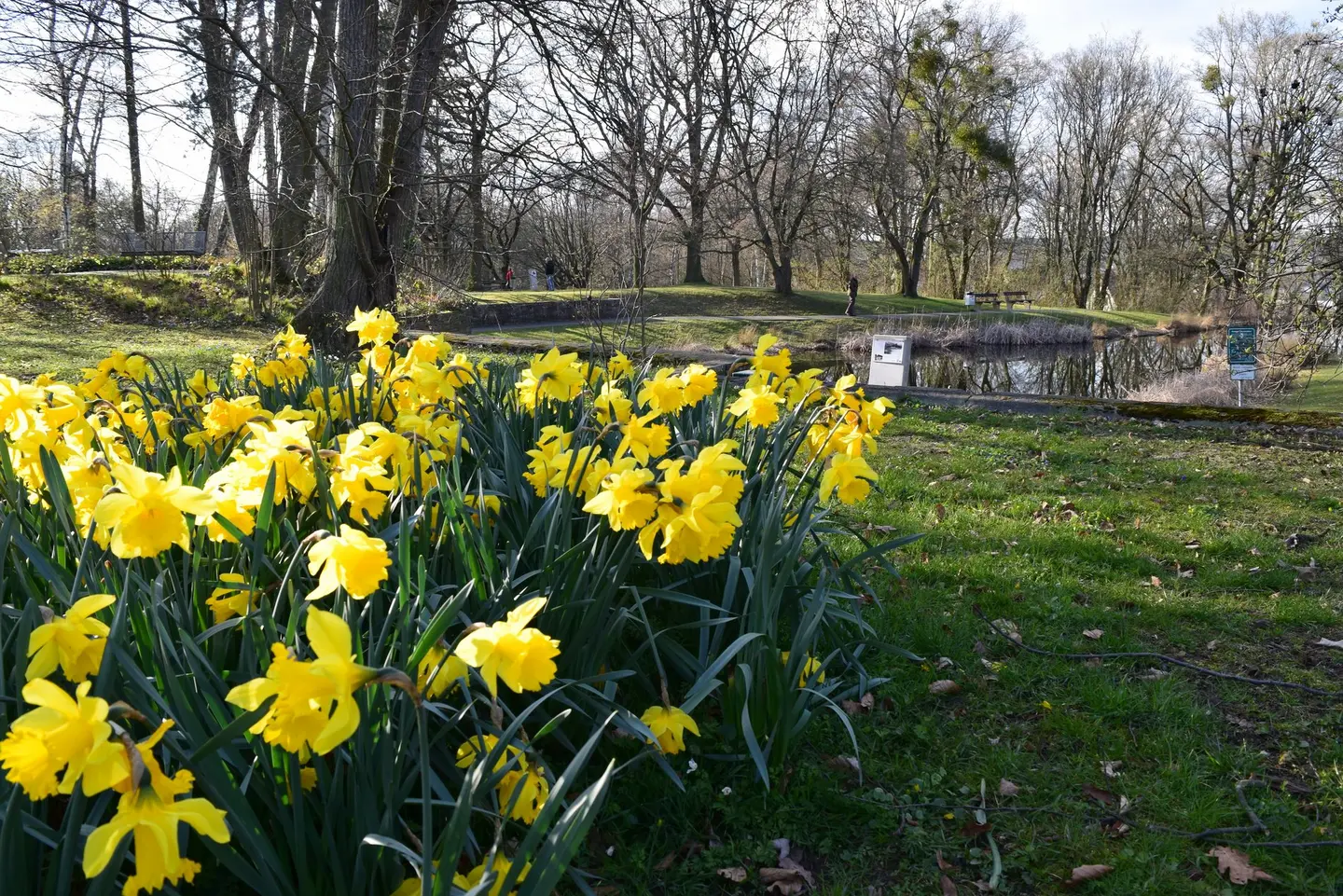 Gelbe Blumen im Vordergrund, dahinter Parkgelände.