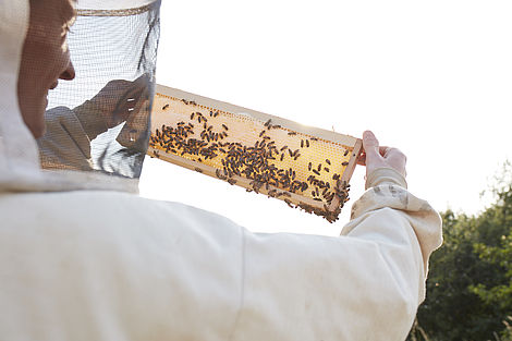Ein Imker hält eine Bienenwabe gegen den Himmel.