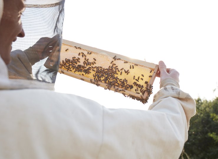Ein Imker hält eine Bienenwabe gegen den Himmel.