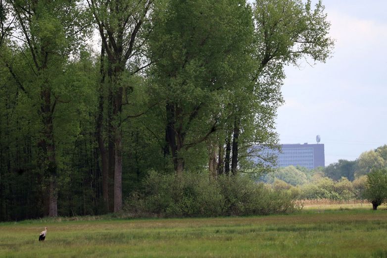 Auf den Barnbruch-Wiesen findet der Storch reichlich Nahrung.