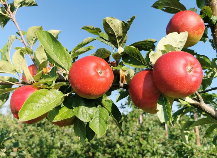 Äpfel am Zweig eines Apfelbaumes in Evessen, Landkreis Wolfenbüttel.