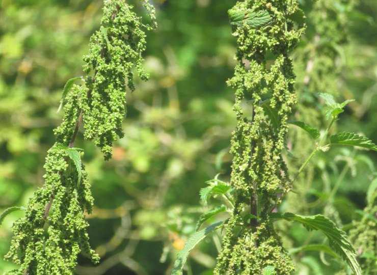 Kräuterwanderung, Blüte der weiblichen Brennnessel