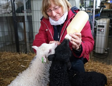 Betina Gube füttert die hungrigen Lämmer mit der Flasche.