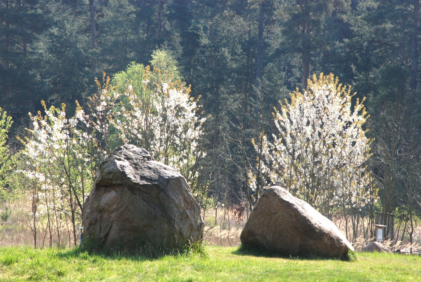 Zwei Findlinge im Sonnen beschienenen UNESCO Geopark Harz . Braunschweiger Land . Ostfalen.