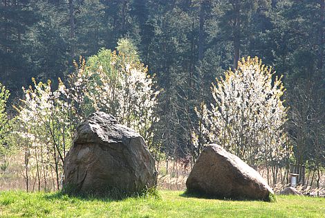 Zwei Findlinge im Sonnen beschienenen UNESCO Geopark Harz . Braunschweiger Land . Ostfalen.