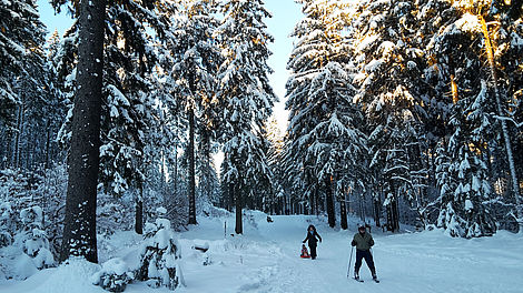 Skifahrer auf einsamerer Piste durch Wald
