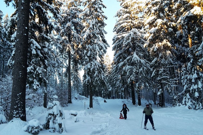 Skifahrer auf einsamerer Piste durch Wald