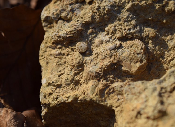 Fossile Versteinerungen, gefunden in Salzgitter-Lichtenberg.