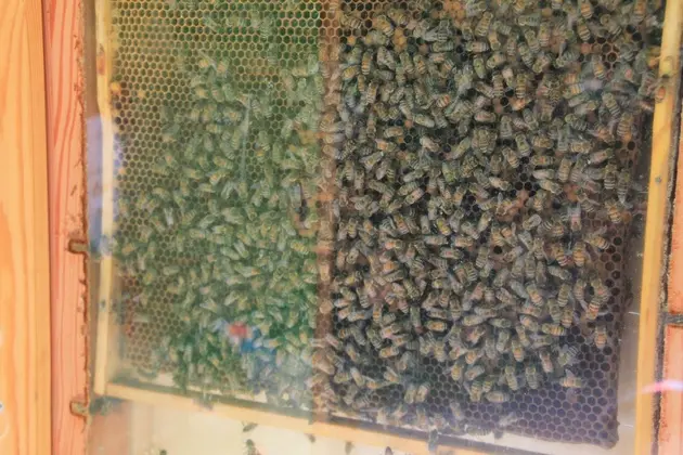 Ein Bienenvolk