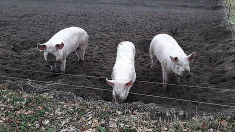 Auf dem Isenbütteler Hof können die Schweine wühlen. 