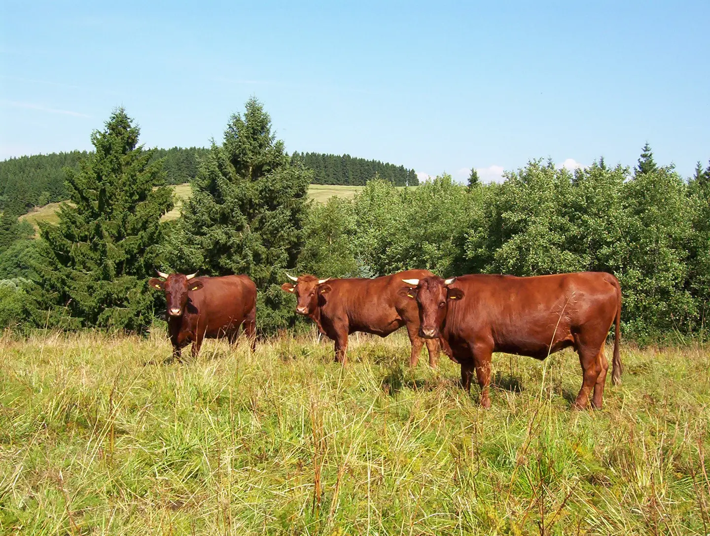 Harzer Rotes Höhenvieh auf der Weide. 