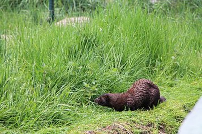 Ein Nerz auf der Wiese