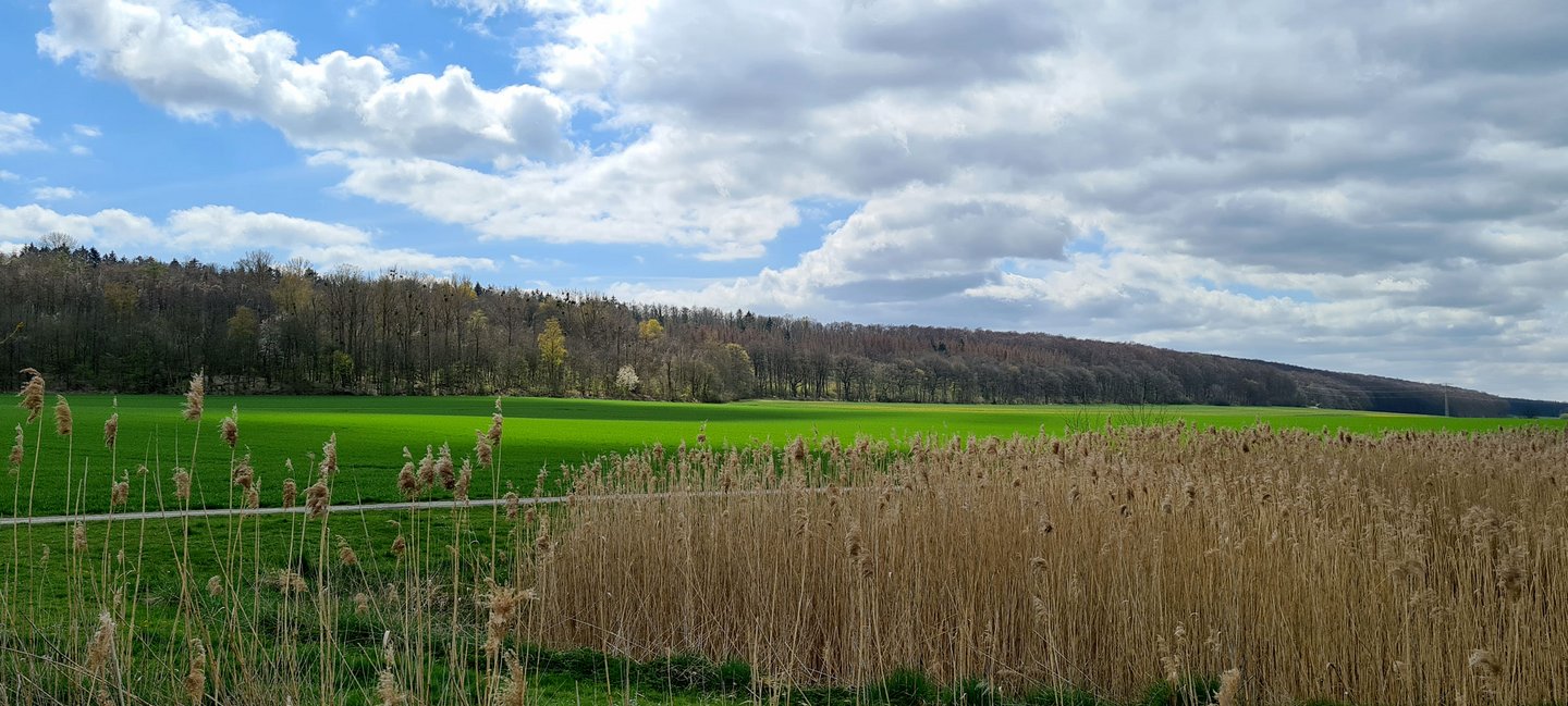 Man blickt über eine Wiese auf ein Waldstück in Salzgitter Lichtenberg