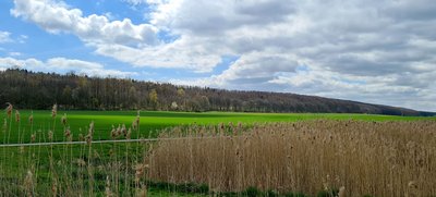 Man blickt über eine Wiese auf ein Waldstück in Salzgitter Lichtenberg