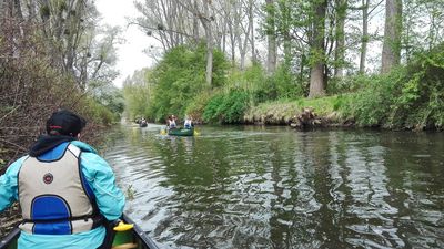 Ein Paddler unter hohen Bäumen auf der Oker.