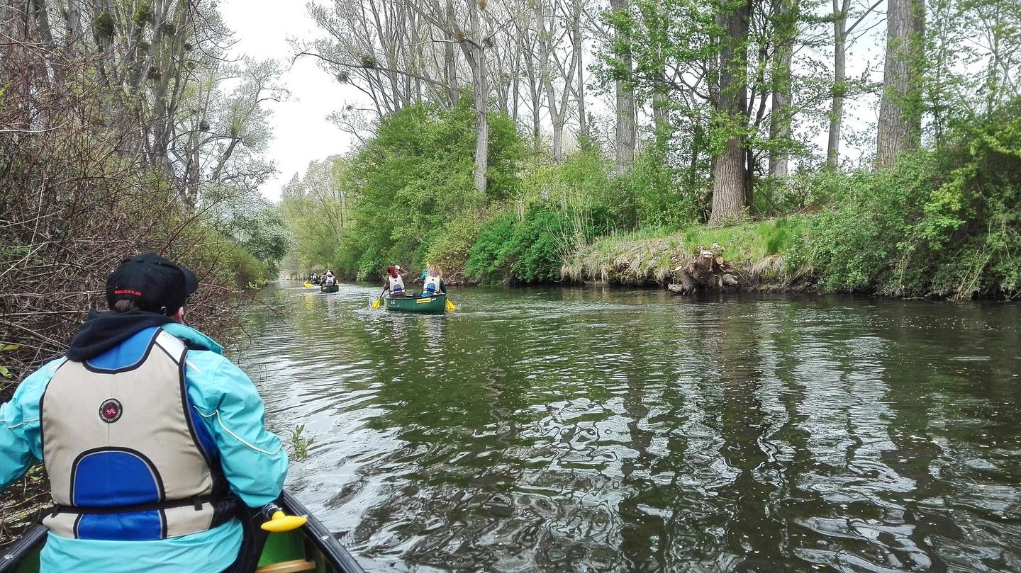 Ein Paddler unter hohen Bäumen auf der Oker.