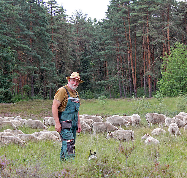 Ein Schäfer in der Heide, im Hintergrund die Schafherde. (Bildrechte: Jörn Pache)
