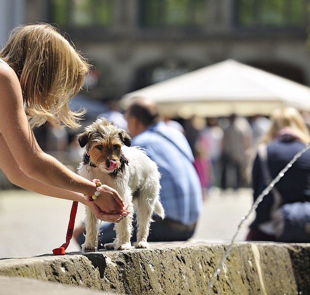 Eine Frau schöpft mit den Händen Wasser aus einem Brunnen und bietet es ihrem Hund an. (Bildrechte: Braunschweig Stadtmarketing/ Daniel Möller)