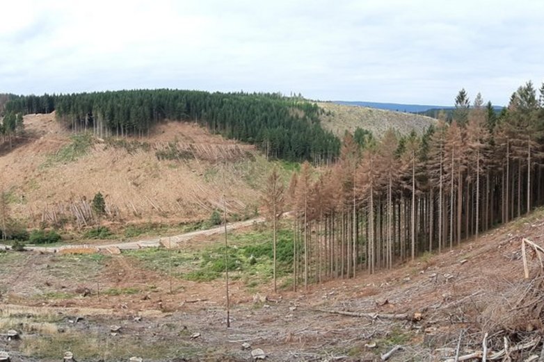 Gerodete und abgestorbene Waldflächen im Harz.