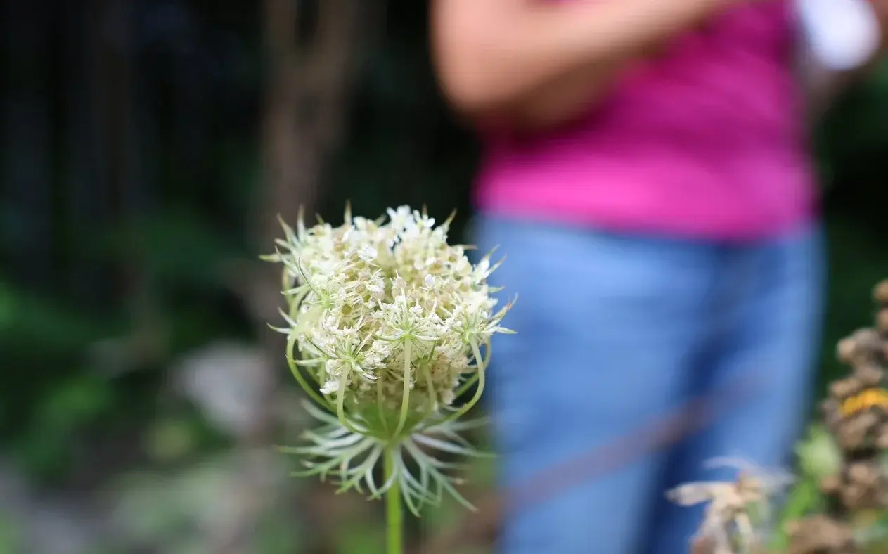 Kräuterwanderung, Wilde Möhre