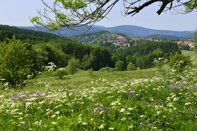Weiß blühende Blumen auf einer Bergwiesen in Sankt Andreasberg.