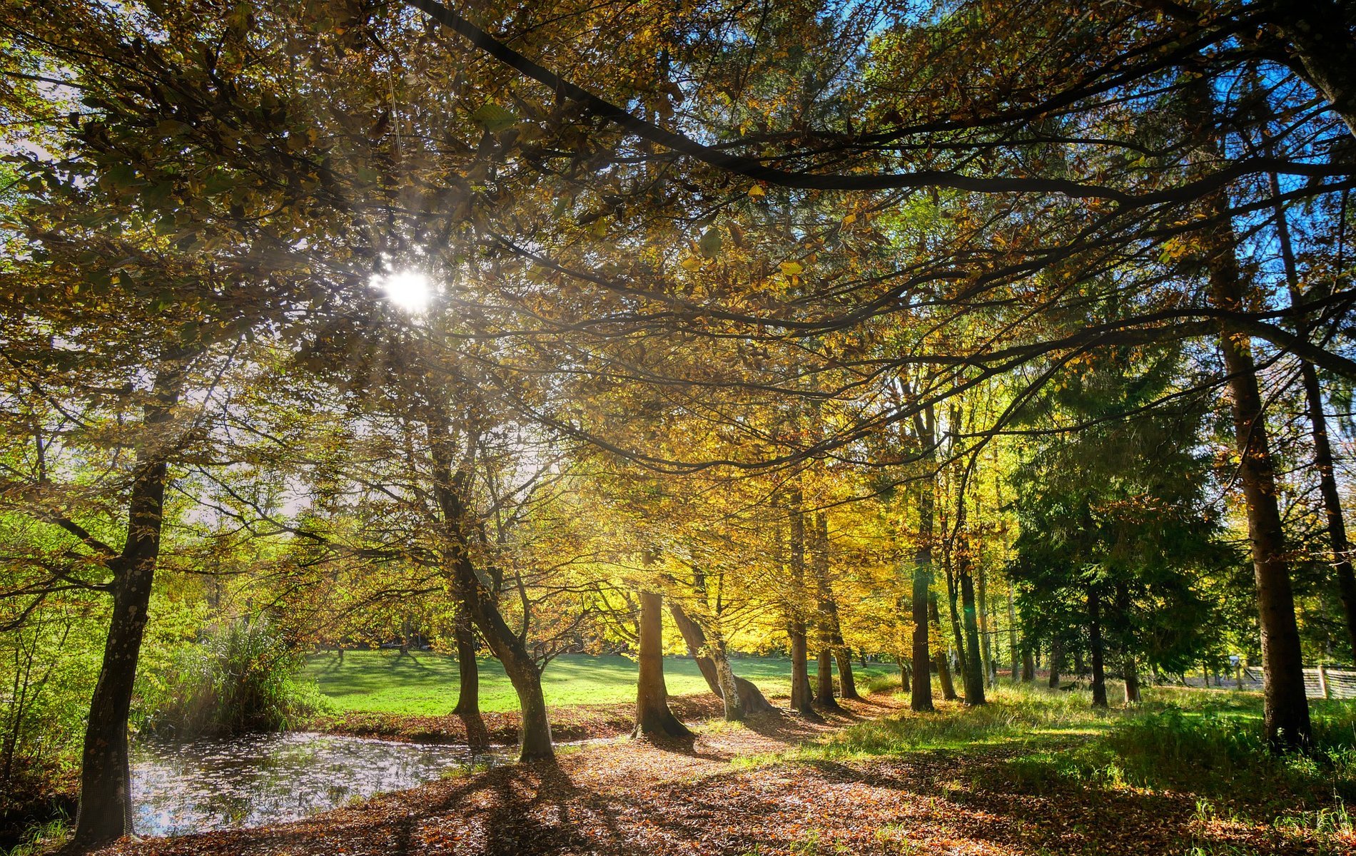 Ein Mischwald im Herbst.