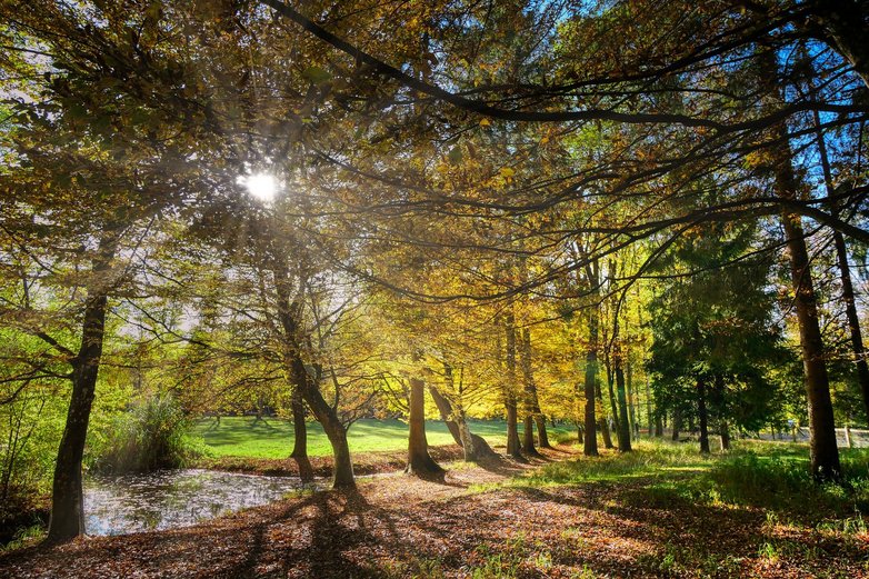 Ein Mischwald im Herbst.