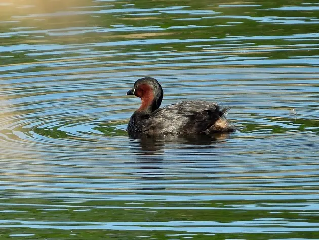 Der Zwergtaucher - ein Objekt der Ornithologie.