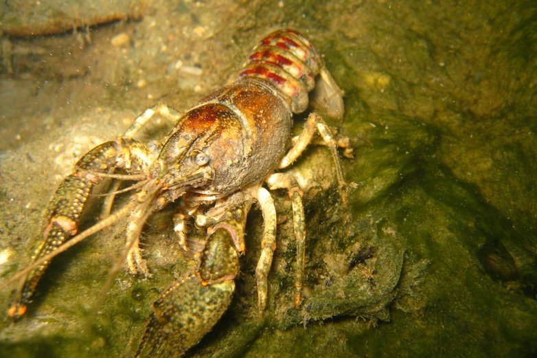 Ein Hummer unter Wasser.