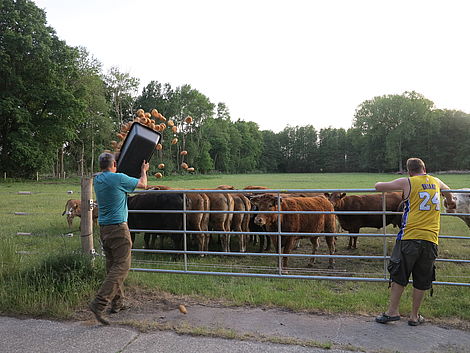 Das Foto zeigt, wie ein Mann Brötchen über den Zaun auf eine Kuhweide wirft.