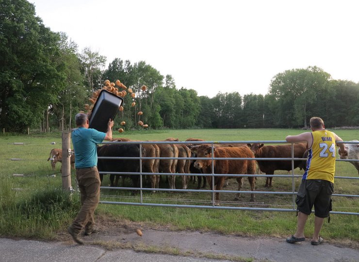 Das Foto zeigt, wie ein Mann Brötchen über den Zaun auf eine Kuhweide wirft.