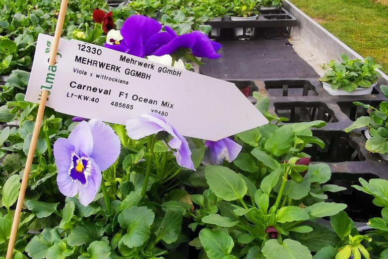 Stiefmütterchen in Bio-Qualität aus eigenem Anbau in der Klostergärtnerei Riddagshausen.