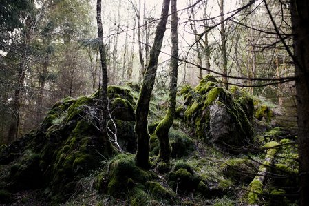Klippen im Harz.
