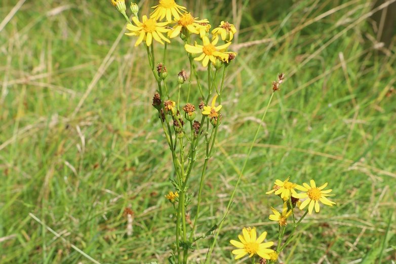 Kräuterwanderung, Jakob-Greiskraut