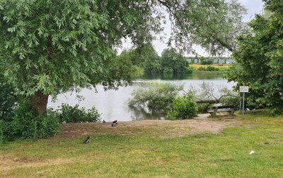 Man blickt durch Bäume auf einen See in einer Parkanlage. 