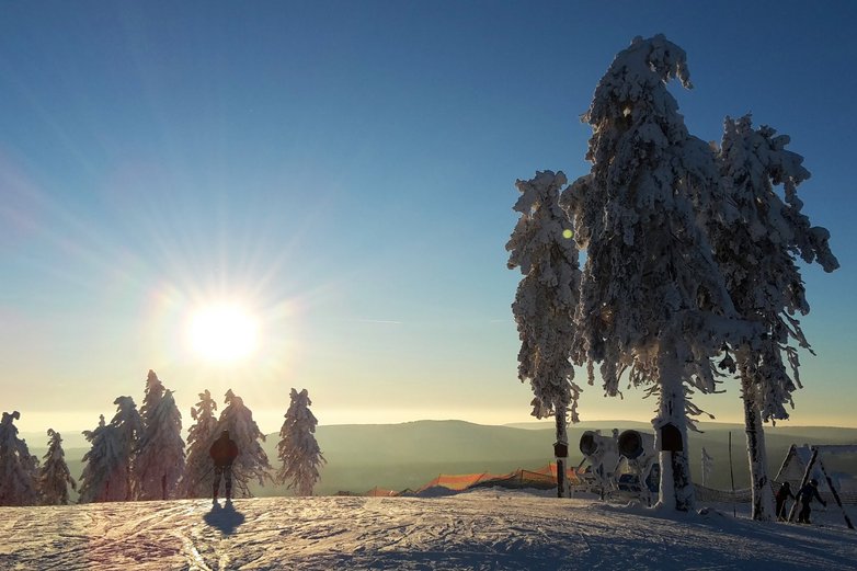 Drei Bäume stehen am Hand von Sonne angestrahlt